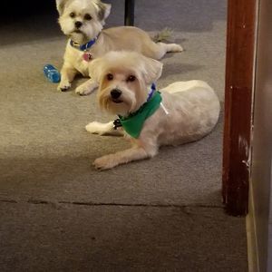 Meet your Posher, Walter